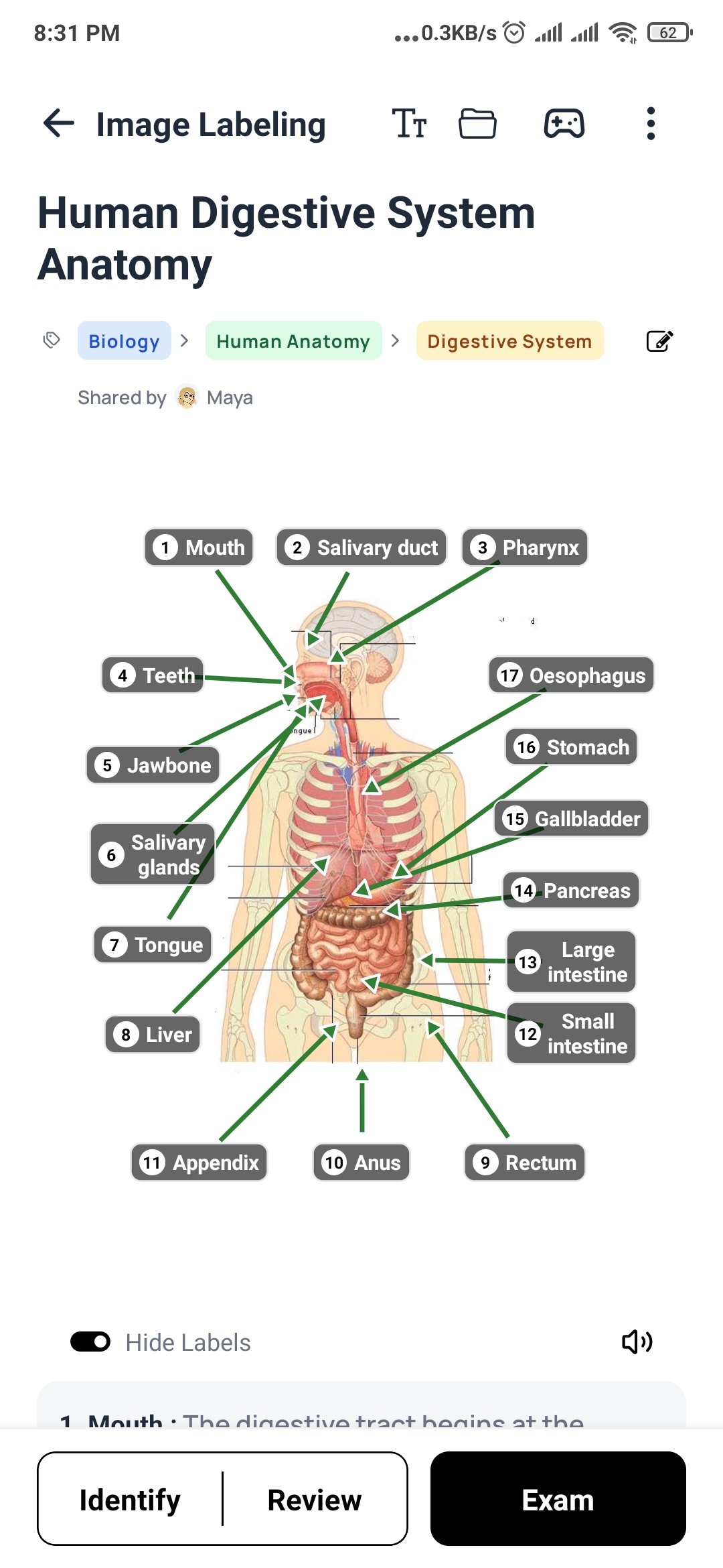 DeepRevision image labelling: a diagram of the human digestive system with 17 numbered labels from mouth to oesophagus, and Identify, Review and Exam buttons